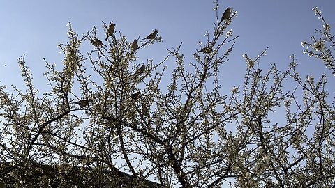 Sparrow party