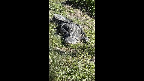 Alligator 🐊 in our backyard (Venice, Florida)