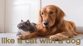 Unlikely Friendship: Astonishing Cat and Dog Duo! Short #shorts #funnymemes