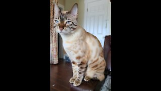 Bengal cat card board lid issue.