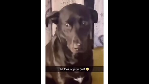 dog makes guity face