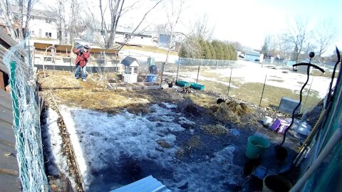 Dad cleaning hutches, Thanks Dad. Girl Rabbits running the garden!