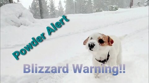 how Ares a Jack Russell 🐕 shakes off the harsh winter 🥶 blizzard