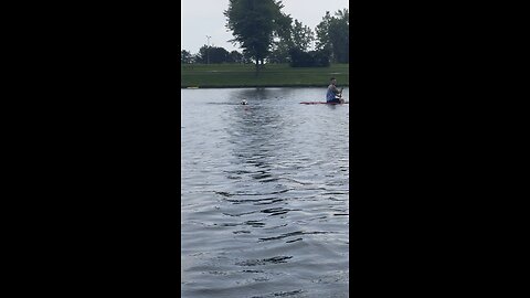 Duglas swimming in the recreational canal