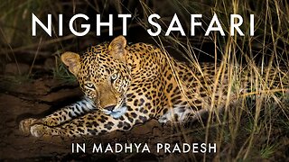 Night Safaris in Madhya Pradesh - Tracking Leopards | TIGER COUNTRY Mini Scene