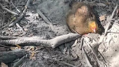 Backyard chickens taking dirty bath and relaxing