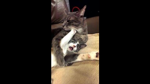 Cat 2020 Comedy - Funny Videos - Funny Fails