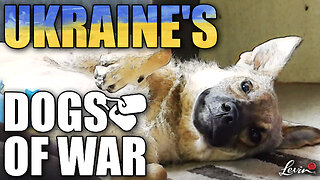 Ukraine’s Dogs of War