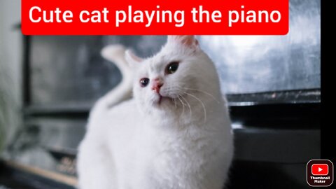 Cute cat playing the piano.#cute cat