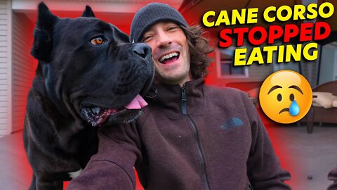 Cane Corso Stopped Eating - How To SOLVE Picky Eating