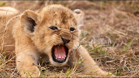 Adorable Lion Cubs