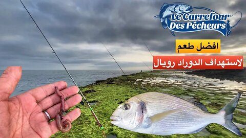 استهداف اسماك زريقة او الدوراد رويال في مصايد الصخيرات رفقة الرايس عمر - Pêche A La Dorade au Maroc