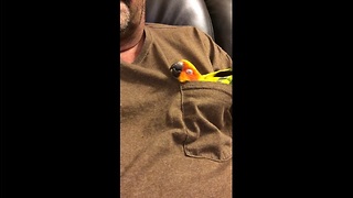 Parrot takes nap in owner's pocket