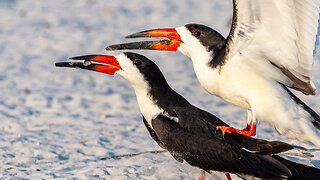 Black Skimmers Need Your Help
