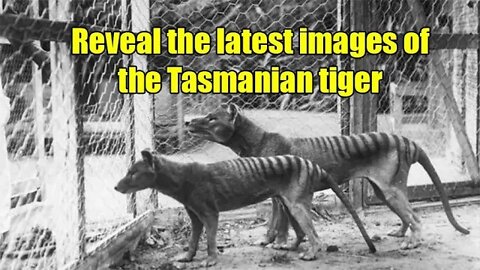 Reveal the latest images of the Tasmanian tiger and Tasmanian tiger video