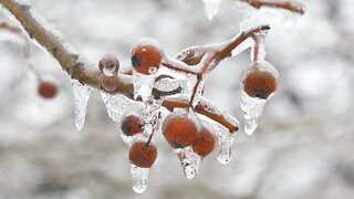 Melting Snow on Cherries - Quick Break