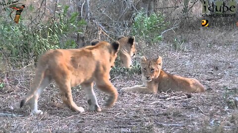 Daughters Of The Mapogo Lions - Rebuilding The Othawa Pride - 18: Lazy Afternoon