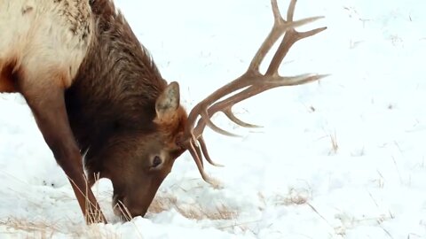 Close up of a moose in the snow