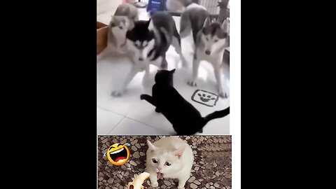 Cute and Funny Animal Video