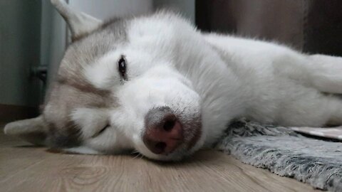 Mom... I'm so tired and sleepy. Husky puchitan