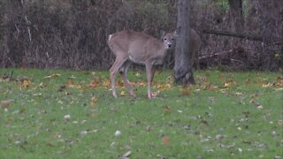 Oh dear, what to do with the deer in West Seneca