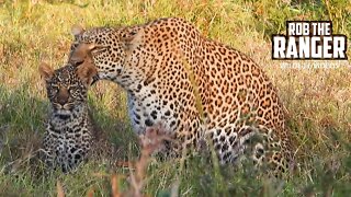 Leopard And Cub On the Rocks | Maasai Mara Safari | Zebra Plains