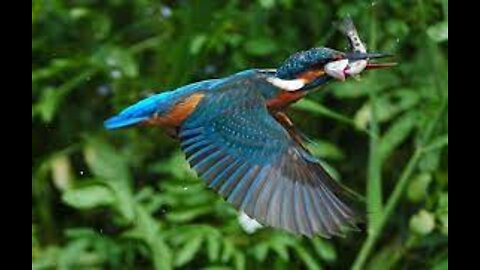 Kingfisher catching a fish for lunch in a pond 🎣