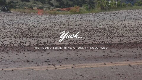 We stumbled across the grossest thing in Colorado