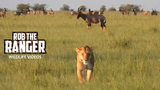 Lioness Crosses The Plains | Maasai Mara Safari | Zebra Plains