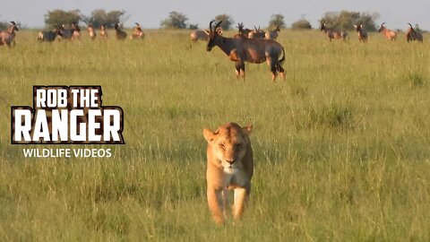 Lioness Crosses The Plains | Maasai Mara Safari | Zebra Plains