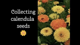 How to collect calendula seeds!