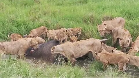 Lion Pride Eating A Buffalo | Livestream | Maasai Mara/Zebra Plains