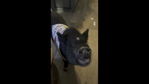 Teaching Emma Jean Fatpants House Pig to sit