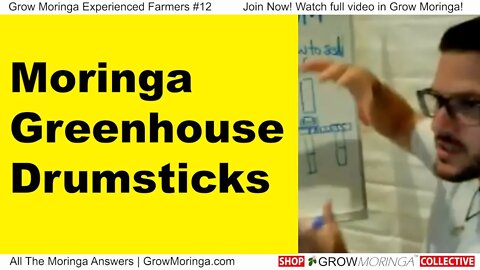 Growing Moringa for Drumsticks in a Greenhouse