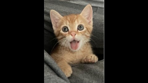 cute orange kitten