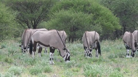 Close up from a herd of gemsbok grazing in Central Kalahari Game Reserve, Botswana