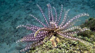 Feather stars are strange but beautiful animals