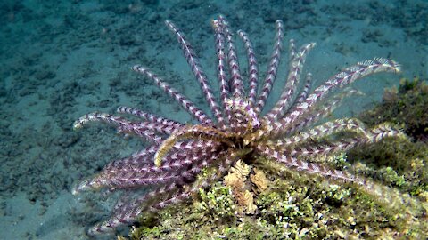 Feather stars are strange but beautiful animals