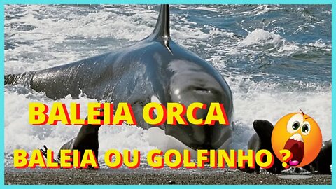 BALEIA ORCA - BALEIA OU GOLFINHO 2022
