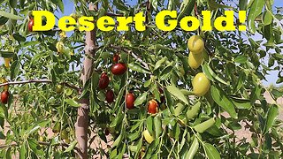 An Amazing Desert Adapted Fruit Tree