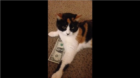 Frugal feline refuses to give up dollar bill