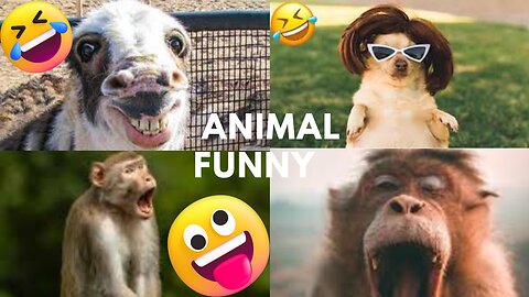 What for and animals funny video 😂😂