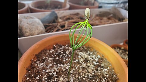 Red pine germination