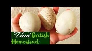 TASTE TEST: First Time Eating a Turkey Egg: Are they worth the wait?!