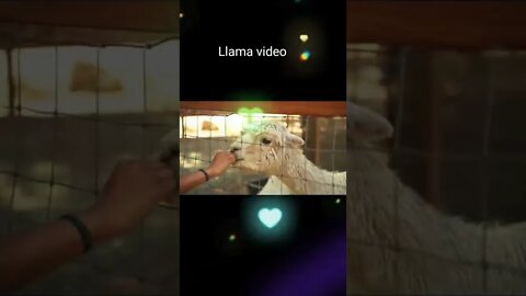 Llama video,#shorts,#Llamavideo,#animal,#viral,#socialanimal,#petanimal,#animallover,#llamas