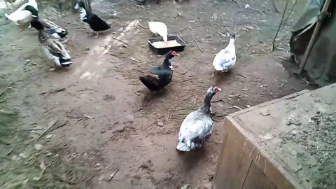 3 Muscovy Girls and some Indian Runners 28/06/2020