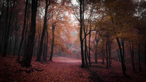 Spooky Autumn Music – Haunted Autumn Forest | Dark, Mystery