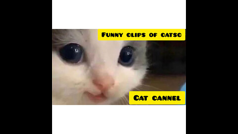 Funny clips of cats