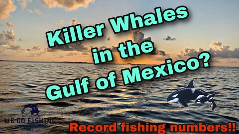 Killer Whales in the Gulf of Mexico l Record Fishing Numbers l Fishing News of the Week Ep. 4