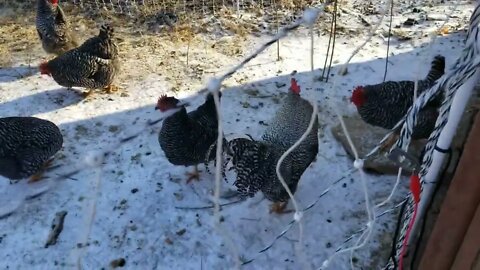 Snow Chickens And Leftover Cake